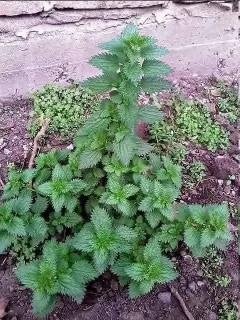 Té de ortiga