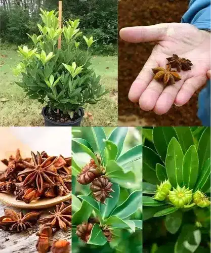 Cómo Cultivar Anís Estrellado en Maceta: Guía Fácil para Especia Premium 2 De Semilla a Especia: Cómo cultivar Anís en casa (en macetas) Guía Fácil... Ver más