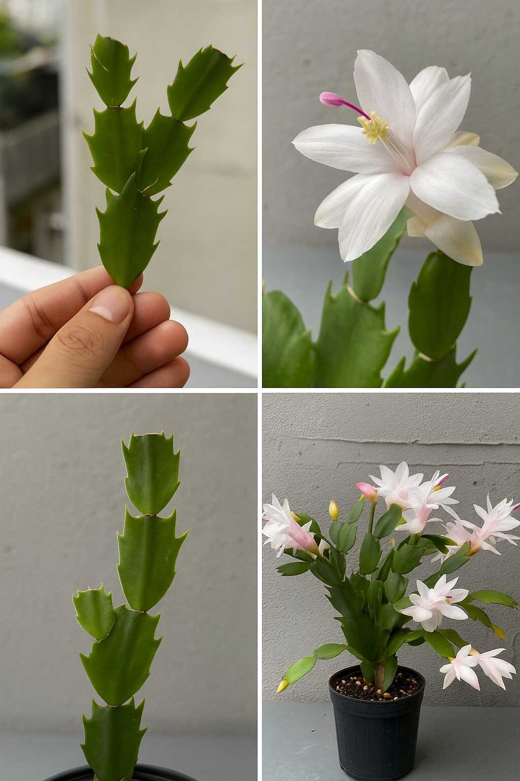 Cactus de Navidad, con esto basta para que florezca mágicamente...Ver más