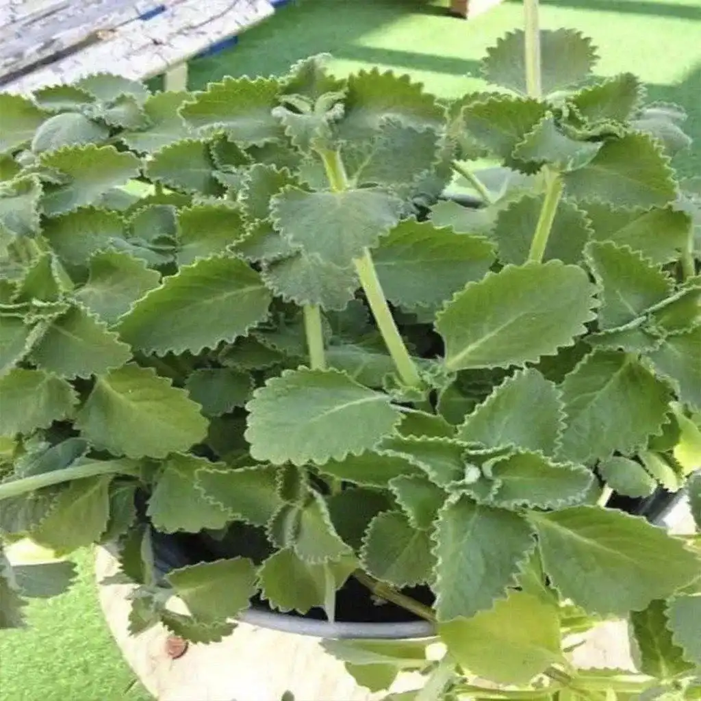 Solo 1 hojita de orégano por día y no vas a sufrir más de…Ver más