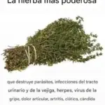 Aceite de orégano remedio natural contra infecciones