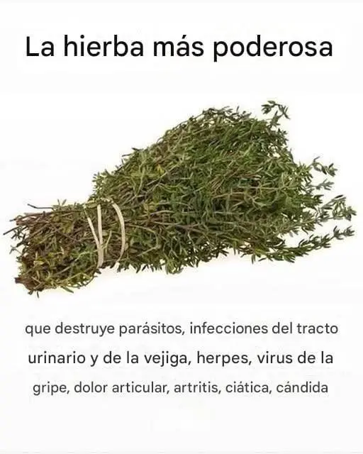 Aceite de orégano remedio natural contra infecciones