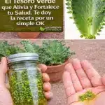 Beneficios y recetas de Kalanchoe para la salud