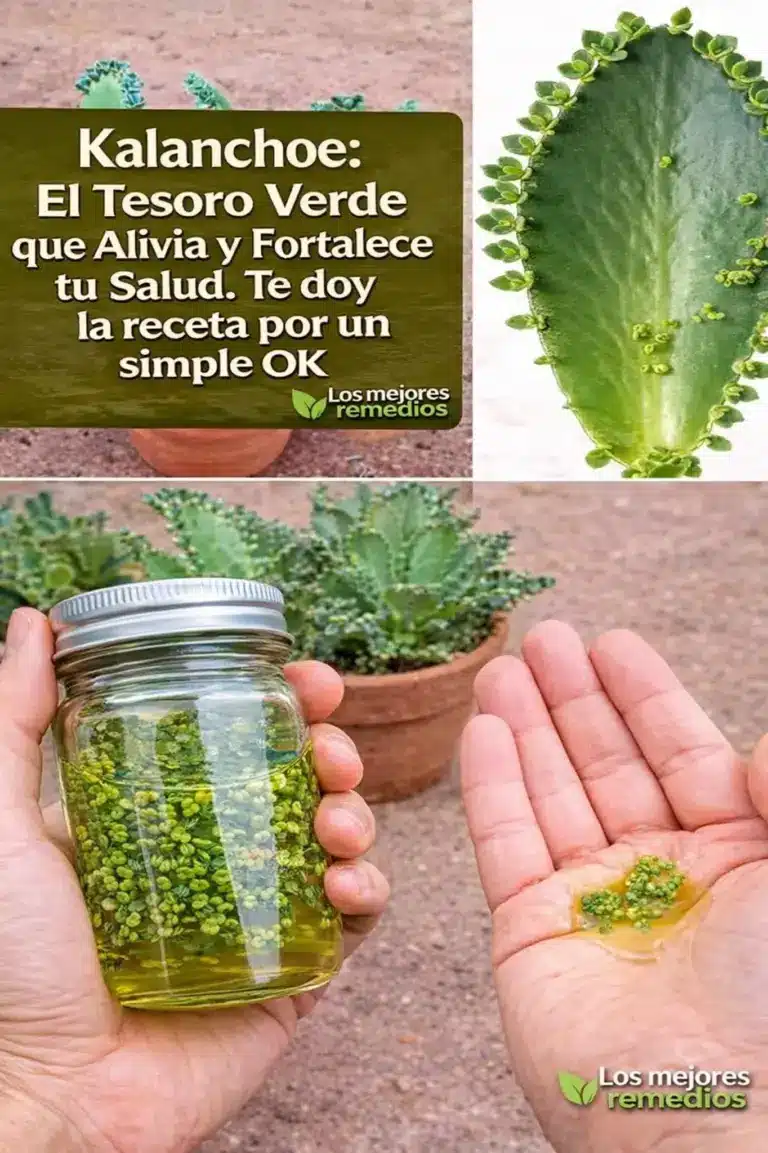 Beneficios y recetas de Kalanchoe para la salud