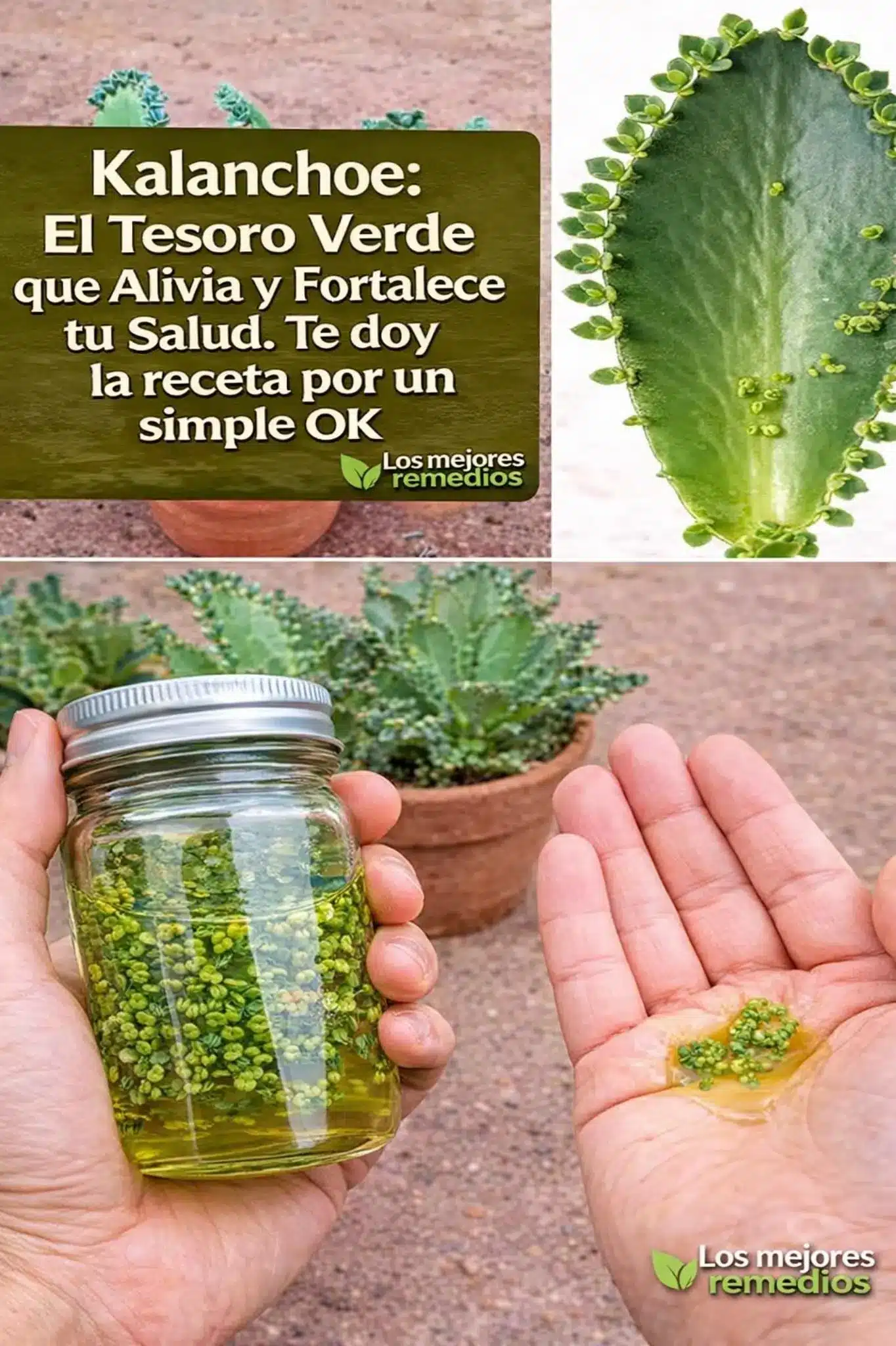Beneficios y recetas de Kalanchoe para la salud