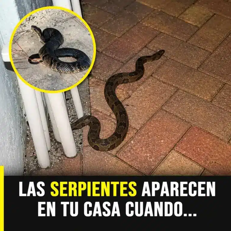 Causas y prevención de serpientes en casa