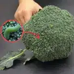 Cómo lavar brócoli correctamente y eliminar residuos