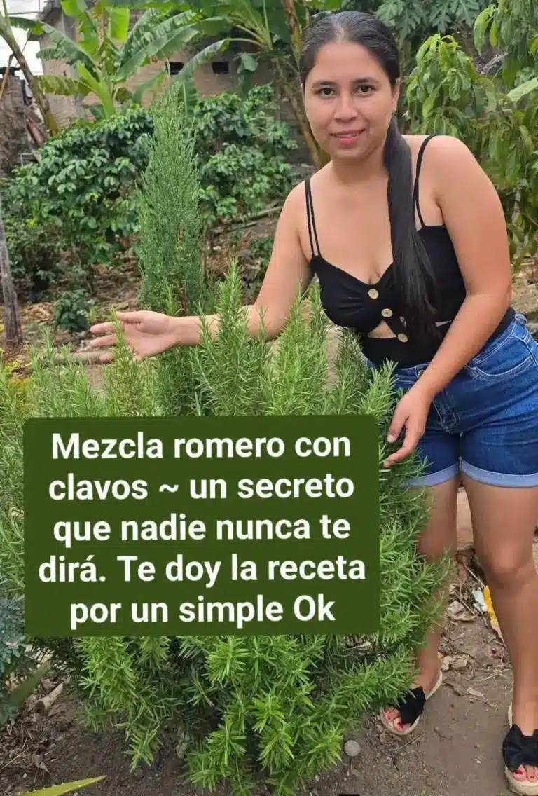 Cómo preparar té de romero en casa