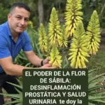 Flor de sábila: alivio prostático y urinario