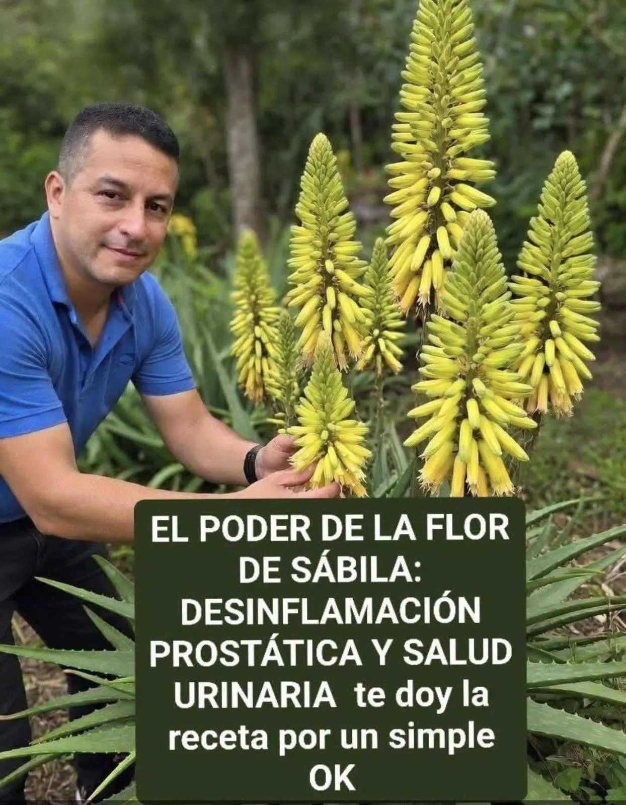 Flor de sábila: alivio prostático y urinario
