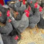 Guía de nombres de colores de gallinas