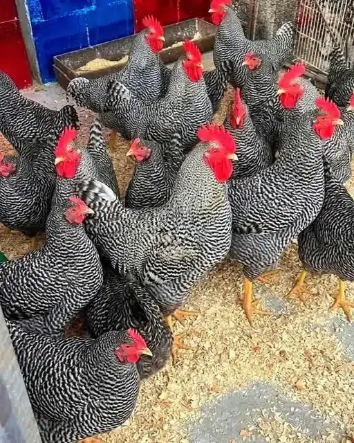 Guía de nombres de colores de gallinas 2 Guía de nombres de colores de gallinas