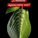 Ilusión óptica de aguacates cuántos ves