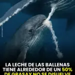 Leche de ballena la más grasa y energética 5 Leche de ballena la más grasa y energética