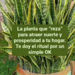 Lengua de Suegra Feng Shui atrae prosperidad