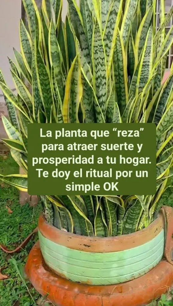 Lengua de Suegra Feng Shui atrae prosperidad