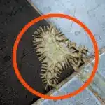 Masa extraña en el baño descubrimos moho 6 Masa extraña en el baño descubrimos moho