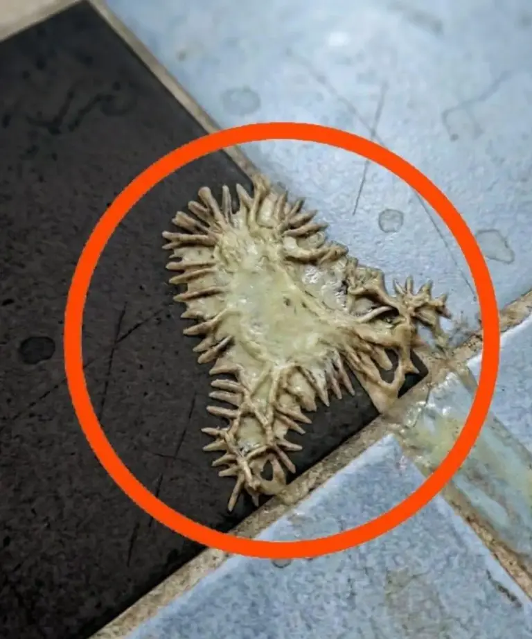 Masa extraña en el baño descubrimos moho