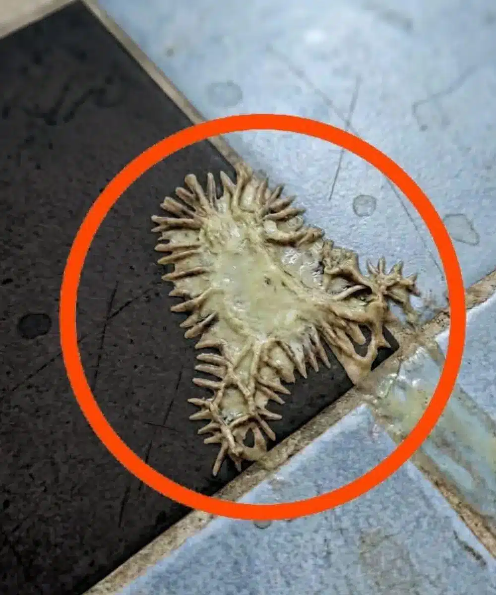 Masa extraña en el baño descubrimos moho 2 Masa extraña en el baño descubrimos moho