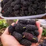 Moras frescas: beneficios, cultivo y recetas