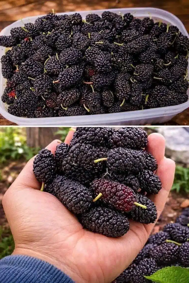 Moras frescas: beneficios, cultivo y recetas