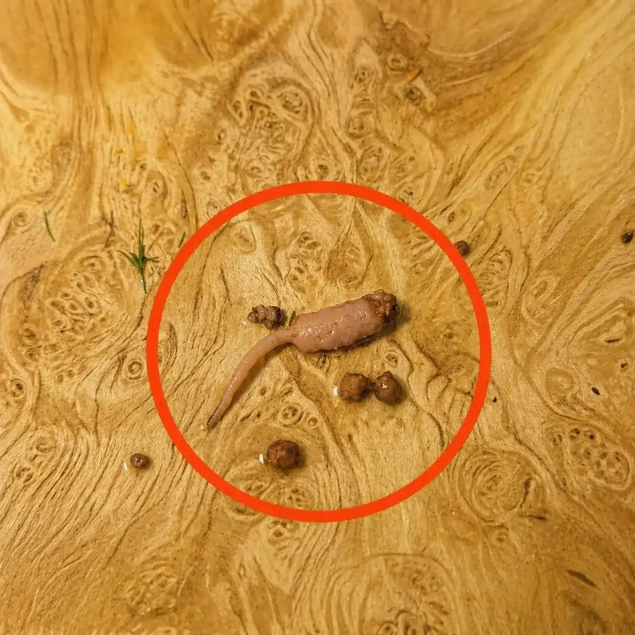 Objeto extraño en carne molida causas y precauciones