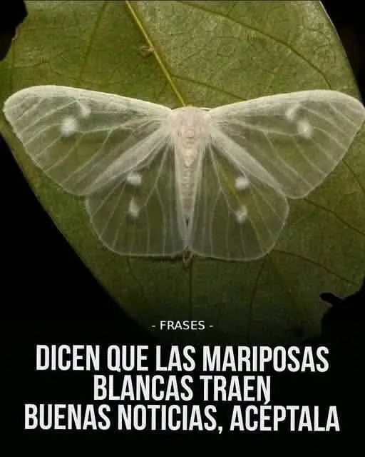 Qué significa la mariposa negra al visitarte