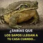 Sapos en casa causas y qué hacer