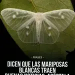 Significado de la mariposa negra al visitarte 4 Significado de la mariposa negra al visitarte