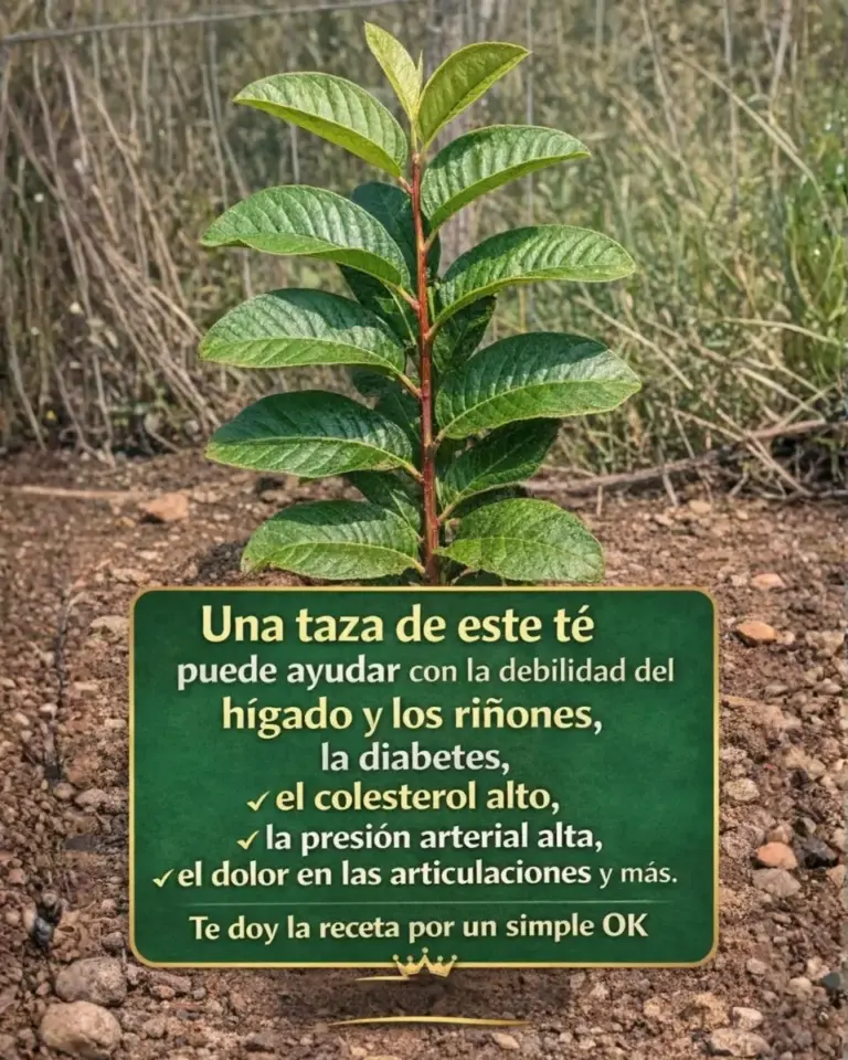 Té de hojas de guayaba beneficios y recetas