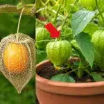 Planta de oro: Un tesoro en tu jardín