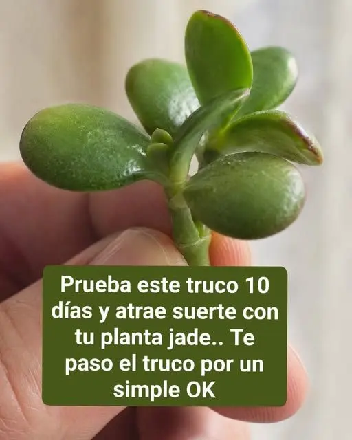 Atrae Suerte: Planta Jade, Truco 10 Días