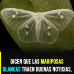 Mariposas blancas: presagios y significados ocultos 3 Mariposas blancas: presagios y significados ocultos