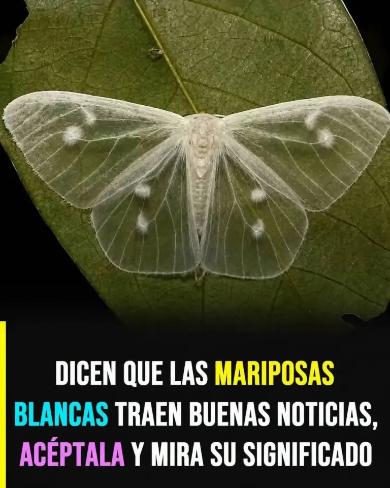 Mariposas blancas: presagios y significados ocultos