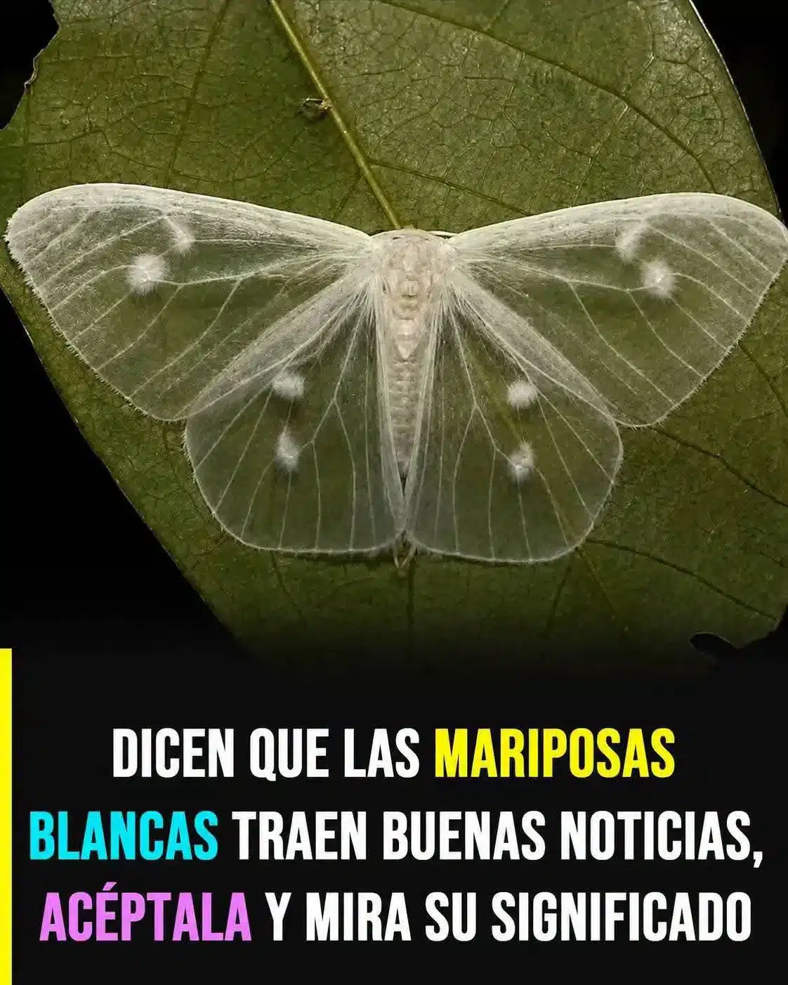 Mariposas blancas: presagios y significados ocultos