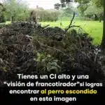Encuentra tu perro perdido: pasos efectivos 3 Encuentra tu perro perdido: pasos efectivos