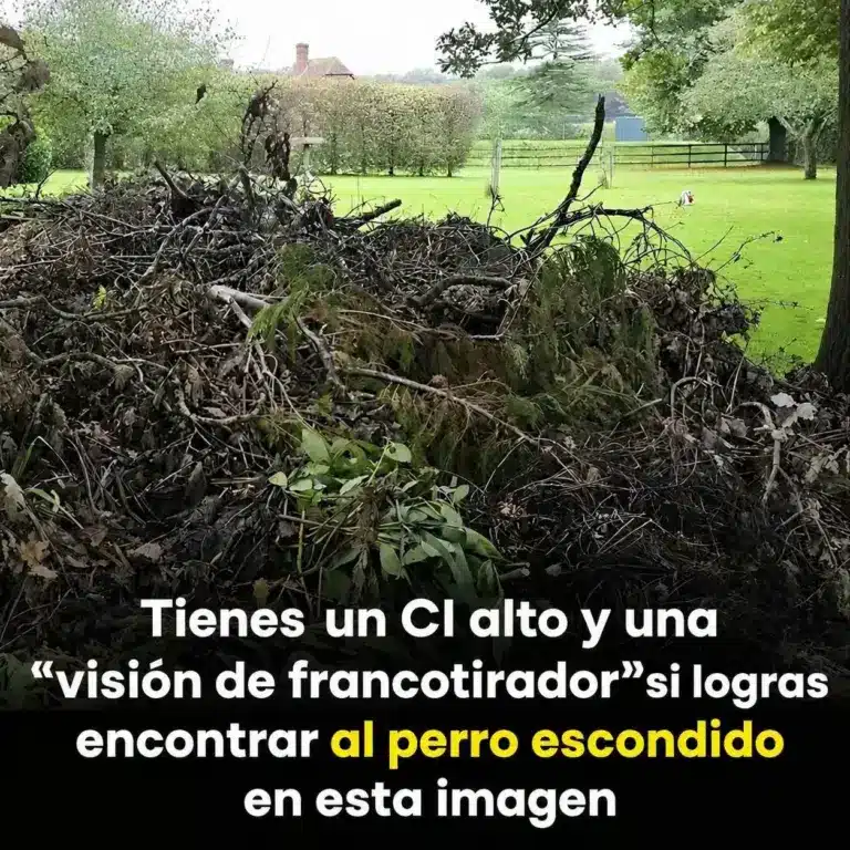 Encuentra tu perro perdido: pasos efectivos