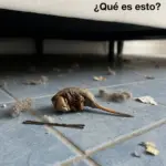 Descubrimiento inexplicable: ¿Qué es esta criatura? 10 Descubrimiento inexplicable: ¿Qué es esta criatura?