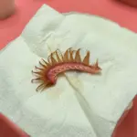 Qué es esto en el pelo de mi perro 10 Qué es esto en el pelo de mi perro