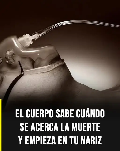 Todo está en la nariz: ¿Qué significa?