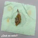 Qué es este extraño objeto encontrado en casa 8 Qué es este extraño objeto encontrado en casa
