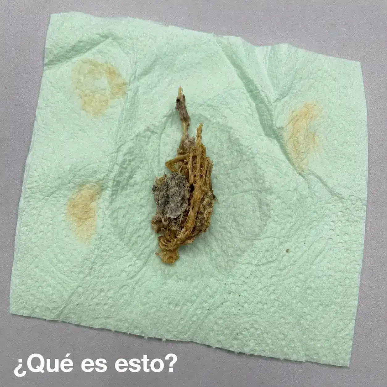Qué es este extraño objeto encontrado en casa 2 Qué es este extraño objeto encontrado en casa
