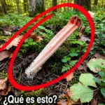 Qué es este extraño hallazgo en el bosque 6 Qué es este extraño hallazgo en el bosque