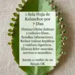 Jugo de Kalanchoe: Beneficios y Receta Saludable 5 Jugo de Kalanchoe: Beneficios y Receta Saludable