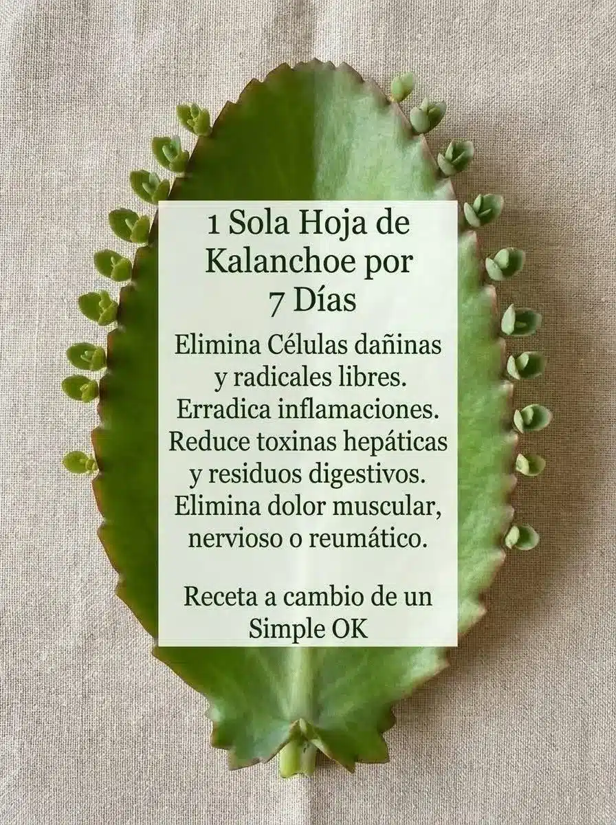 Jugo de Kalanchoe: Beneficios y Receta Saludable