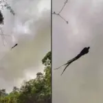 Captan majestuoso jaguar en selva de México 9 Captan majestuoso jaguar en selva de México