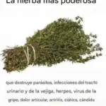Hierba natural contra parásitos, infecciones y virus