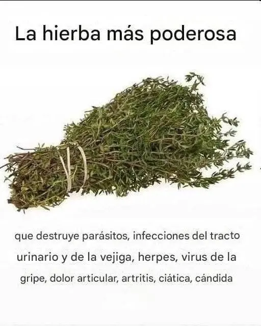 Hierba natural contra parásitos, infecciones y virus
