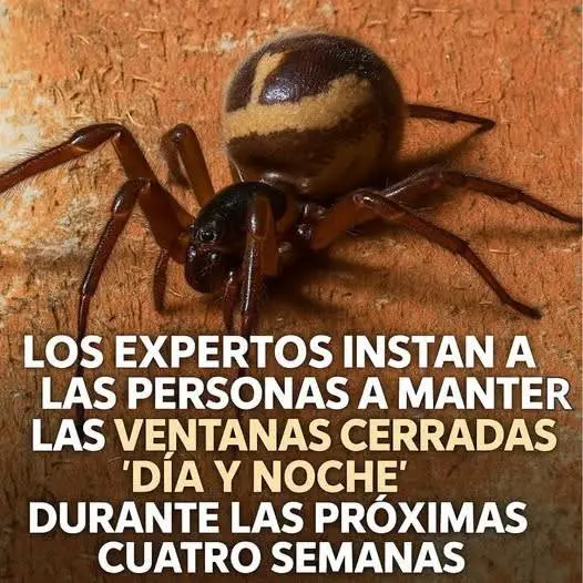 Arañas peligrosas en casa: cómo identificarlas y prevenirlas 2 Arañas peligrosas en casa: cómo identificarlas y prevenirlas