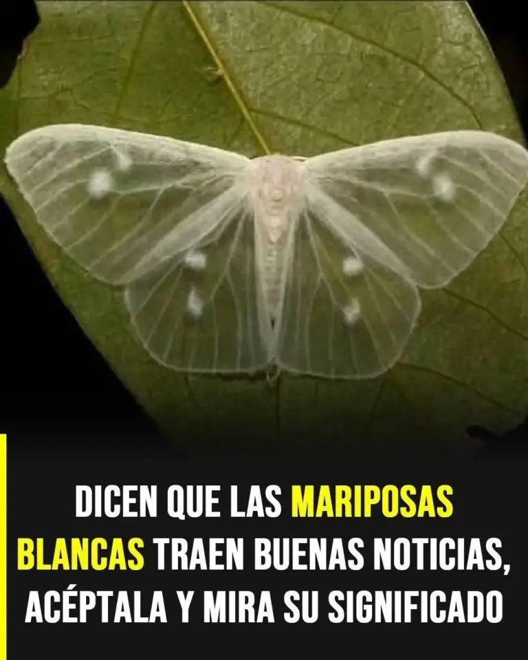 Significado mariposa blanca: simbolismo y creencias